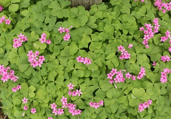 室外花园中带粉红色花的草木山楂 — 图库照片