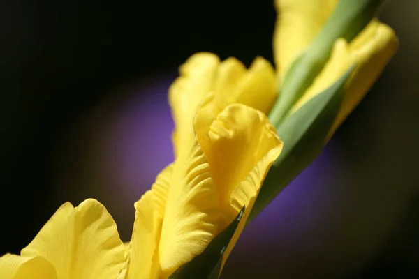 Gul Gladiolus Med Lila Kronärtskocka Bakgrunden Närbild — Stockfoto
