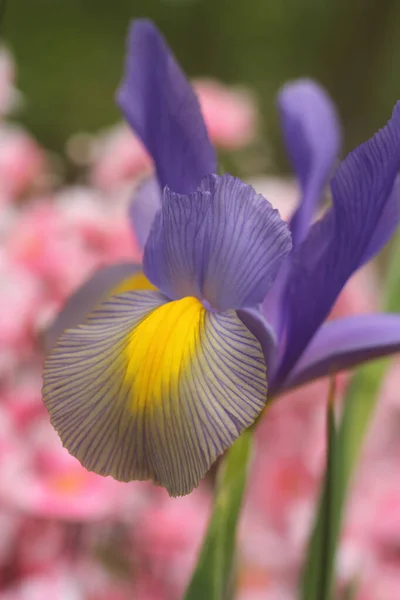 Purple Iris Springtime Garden Pink Background — Stock Photo, Image