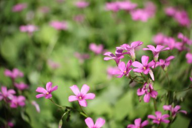 Oxalis Wood Sorrel Açık Bahçede Pembe Çiçekler