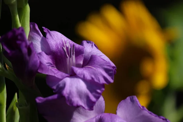 Gladiolus Slunečnicí Pozadí — Stock fotografie
