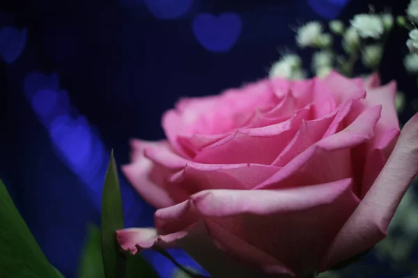 Zachte Roze Roos Blauwe Bokeh Achtergrond Ondiepe Dof — Stockfoto