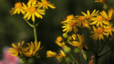 Cressleaf Groundsel Sarı Çiçekler Yaz Alanında Packera glabella