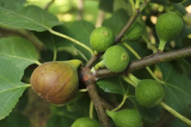 Taze incirler ağaçta yetişiyor Olgun incir ve yeşil incir