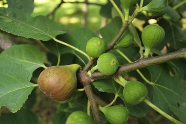 Taze incirler ağaçta yetişiyor Olgun incir ve yeşil incir