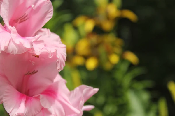 Pink Gladiolus Met Bloemen Achtergrond Kleine Spin Bloemblaadje — Stockfoto