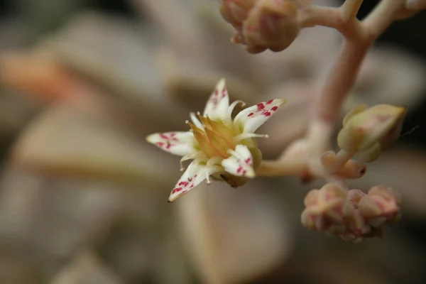 Gallina Pollitos Planta Casa Echeveria Elegans Flor —  Fotos de Stock