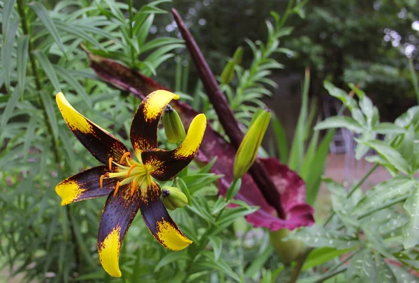 Černá Žlutá Lily Kvetoucím Dračím Bubnem Pozadí Mělké Dof — Stock fotografie
