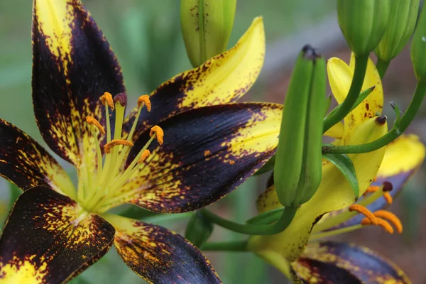 Svart Och Guld Lily Lilium Lejonhjärta Växer Trädgården — Stockfoto