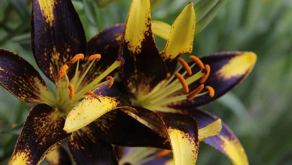 Černá Zlatá Lily Lilium Lví Srdce Rostoucí Zahradě — Stock fotografie