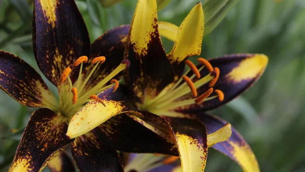 Lys Noir Lilium Coeur Lion Poussant Dans Jardin — Photo