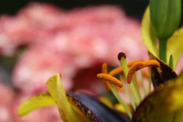 Černá Zlatá Lily Lilium Lví Srdce Rostoucí Zahradě — Stock fotografie