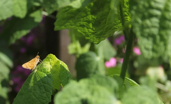Μικρή Πεταλούδα Skipjack Πράσινο Φύλλο Στον Υπαίθριο Κήπο — Φωτογραφία Αρχείου