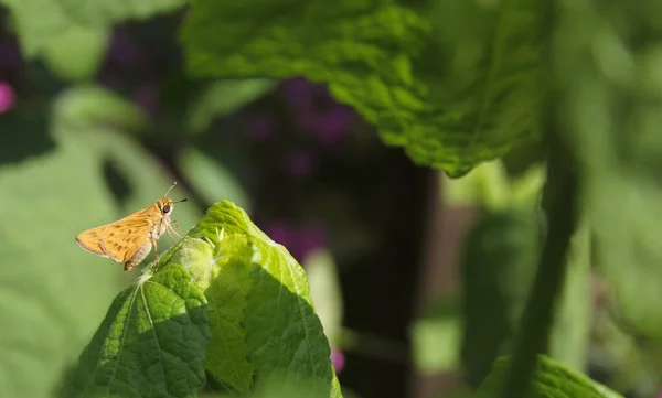 Μικρή Πεταλούδα Skipjack Πράσινο Φύλλο Στον Υπαίθριο Κήπο — Φωτογραφία Αρχείου