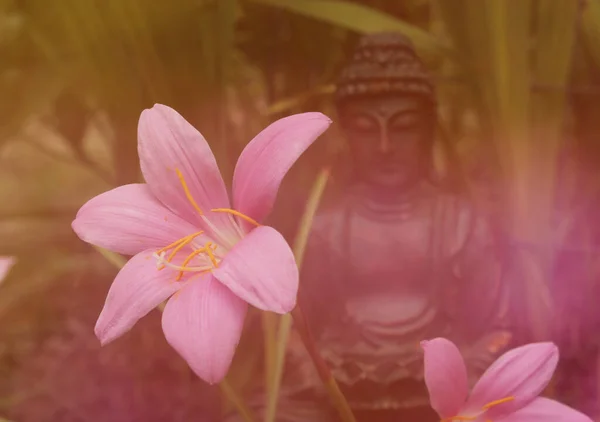Fleurs Lys Pluie Rose Avec Statue Bouddha Arrière Plan — Photo