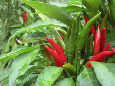 Kore 'den Asya Acılı Biberi Bahçede yetişiyor Sığ DOF