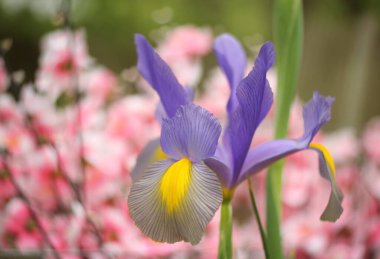 Bahar Bahçesinde Pembe Arkaplanlı Mor Gözler