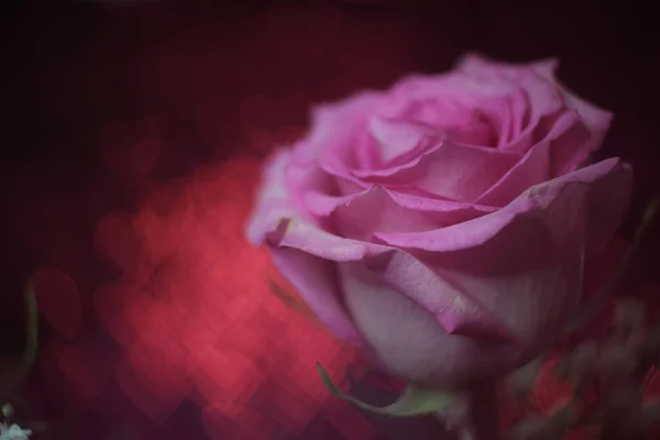 红色Bokeh背景下的松软的粉红色玫瑰 — 图库照片