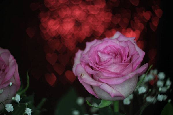 Soft Pink Rose on Red Bokeh Background