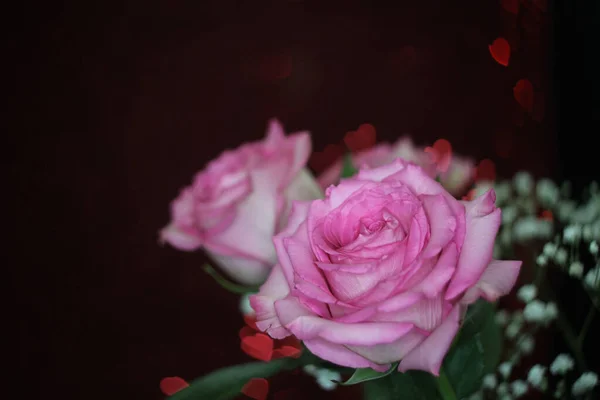 红色Bokeh背景下的松软的粉红色玫瑰 — 图库照片
