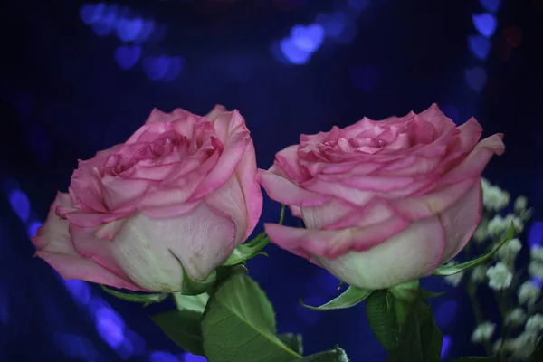 Rosa Rosa Suave Sobre Fondo Azul Bokeh Shallow Dof —  Fotos de Stock