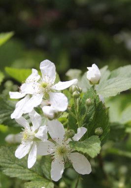 Organik Böğürtlen Çiftliğinde Çiçekli Böğürtlen Sarmaşığı