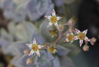 Hen ve Piliçler Çiftliği Bahçeye yakın