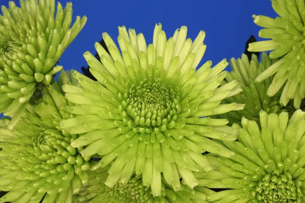 Ramo Crisantemo Verde Aire Libre Con Cielo Azul Fondo —  Fotos de Stock