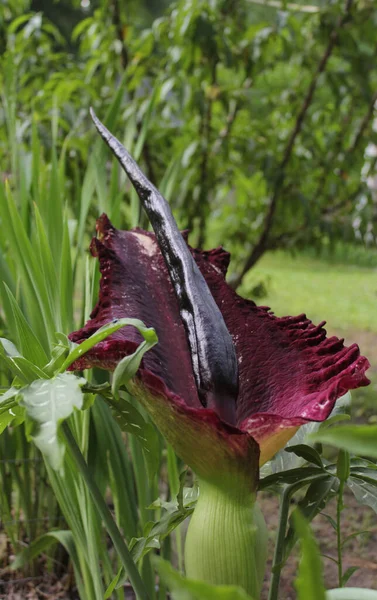 Dragon Arum Dracunculus Vulgaris Dragon Lily Dans Jardin Extérieur — Photo