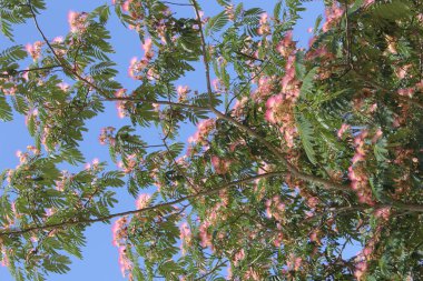 İran İpek Ağacı Kırsal Doğu Teksas 'ta Çiçek açıyor