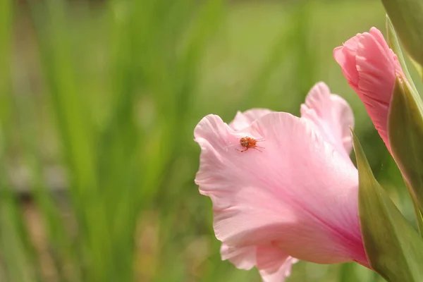 Gladiolus Rosa Com Flores Fundo Pequena Aranha Pétala — Fotografia de Stock