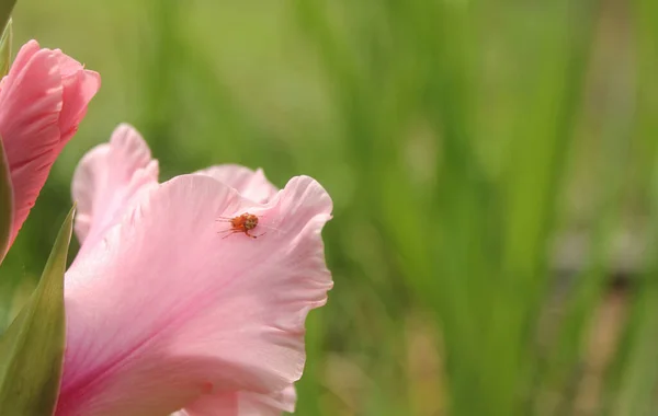 Gladiolus Rosa Com Flores Fundo Pequena Aranha Pétala — Fotografia de Stock