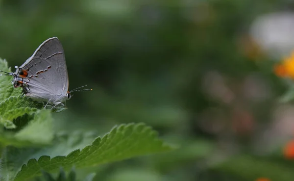 Муха Серая Хайрстрик Strymon Melinus Открытом Воздухе Lantana Leaf Летом — стоковое фото