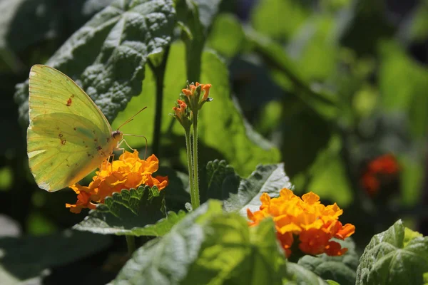 Papillon Soufre Orange Colias Erythrocyte Sur Fleur Lantana Orange — Photo