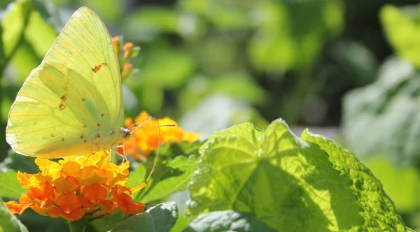 Papillon Soufre Orange Colias Erythrocyte Sur Fleur Lantana Orange — Photo