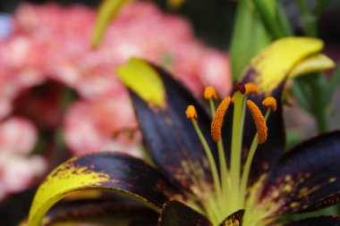 Siyah ve Altın Zambak Lilium Aslan Yürekli bahçede büyüyor