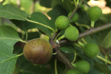 Taze incirler ağaçta yetişiyor Olgun incir ve yeşil incir