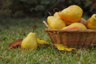 Sonbaharda Wicker Sepetinde Olgun Armutlar