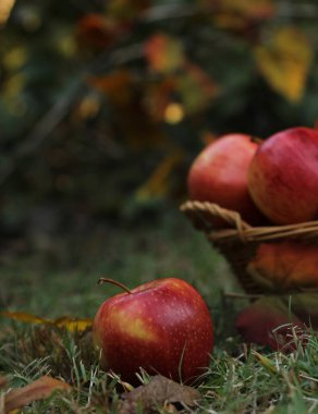 Sonbahar Sığ DOF 'unda bir sepet kırmızı elma.
