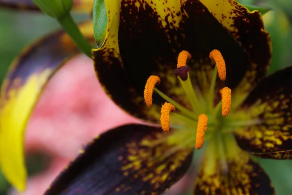 Fekete Arany Lily Lilium Oroszlánszív Növekszik Kertben — Stock Fotó