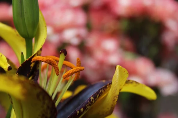 Zwarte Gouden Lelie Lilium Leeuwenhart Groeit Tuin — Stockfoto