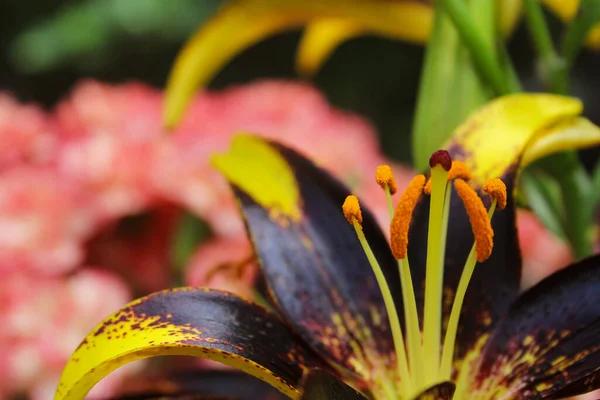 Černá Zlatá Lily Lilium Lví Srdce Rostoucí Zahradě — Stock fotografie