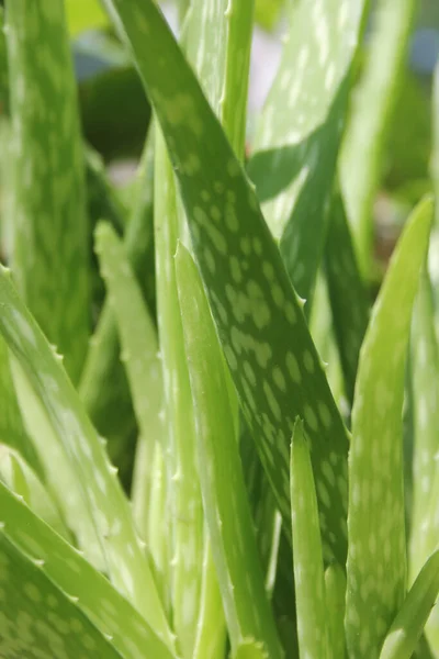 Grüne Aloe Vera Pflanze Großaufnahme Garten — Stockfoto