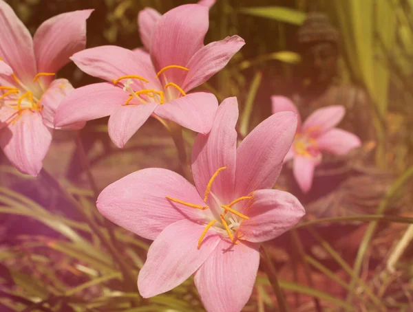 Rózsaszín Eső Lily Virágok Buddha Szobor Háttérben — Stock Fotó