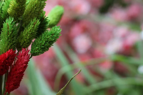 Getrocknete Blumen Mit Verschwommenen Rosa Blumen Hintergrund Flach Dof — Stockfoto