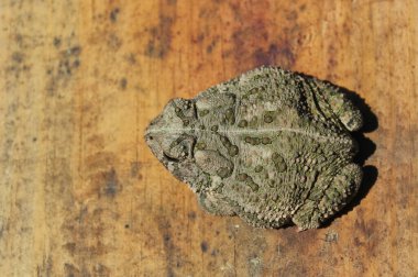 Texas Kurbağası Anaxyrus, Bahçedeki Metal Kağıt Uzmanı