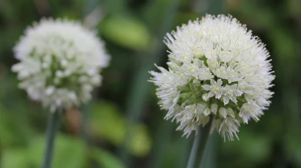 Los Chalotes Florecen Jardín Orgánico Día Lluvioso Poco Profundo Dof —  Fotos de Stock