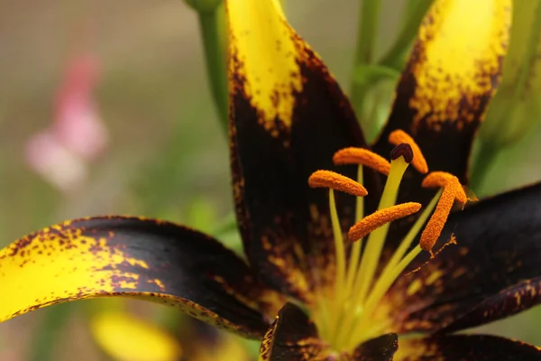 Zwarte Gouden Lelie Lilium Leeuwenhart Groeit Tuin — Stockfoto