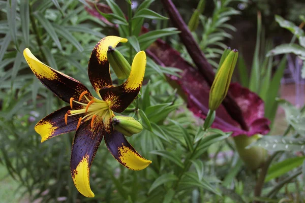 Černá Žlutá Lily Kvetoucím Dračím Bubnem Pozadí Mělké Dof — Stock fotografie