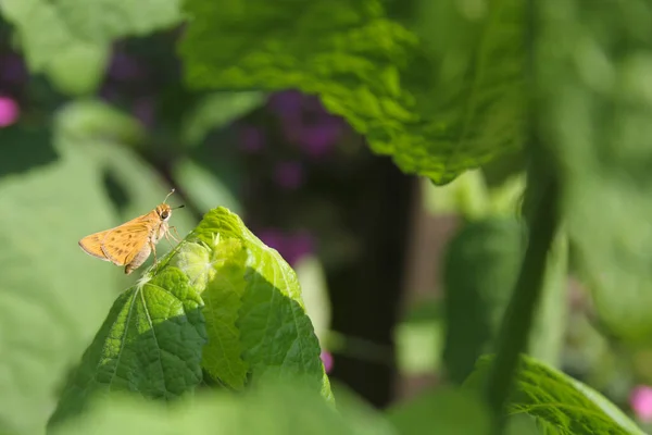 Petit Skipjack Papillon Sur Feuille Verte Dans Jardin Extérieur — Photo